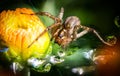 Spider In The Dewy Flowers