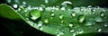 Super macro shot of vibrant green leaf with glistening raindrops and morning sunlight