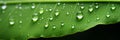 Super macro shot of vibrant green leaf with glistening raindrops and morning sunlight