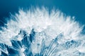 Super macro shot of white dandelion with water drops