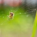 Super macro small spider hanging on its net