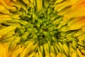 Super macro of Sunflower, wallpaper