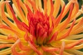 Super macro view of amazing yellow - red dahlia flower Royalty Free Stock Photo