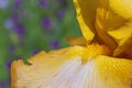 Super macro view of bright yellow iris petals on blurred green - violet background Royalty Free Stock Photo