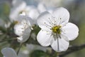 Super macro view of lonely white cherry tree flowers Royalty Free Stock Photo