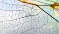 Intricate Veins of a Translucent Dragonfly Wing Royalty Free Stock Photo