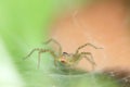 Super Macro of Wolf Spider on its Cobwebs.