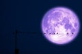 super milk moon back on silhouette bird on electric pole night sky