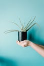 Super minimalistic hand grabbing a green plant in front of a pastel blue wall