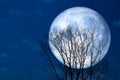 super moon back silhouette dry tree in the night sky Royalty Free Stock Photo