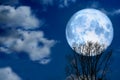 Super moon back silhouette dry tree in the night sky Royalty Free Stock Photo