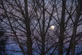 Super Moon At Dusk Prior To Blood Moon Eclipse Tree Branches In Foreground