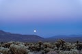 Super moon rises above the mountains over the Cholla Cactus garden in Joshua Tree National Park at sunset Royalty Free Stock Photo