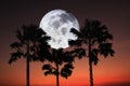 Super moon with silhouette palm trees on twilight sky image for romantic holiday travel advertising background.Image of moon