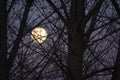 Super Moon At Sunset Prior To Blood Moon Eclipse Tree Branches In Foreground