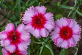 Super Parfait Raspberry Dianthus Flowers