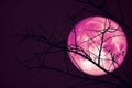 Super Pink Beaver Moon on dark sky and silhouette dry tree at the night Royalty Free Stock Photo