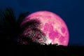 super pink moon back silhouette in ancient palm tree night sky Royalty Free Stock Photo
