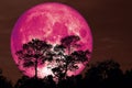 super pink snow moon back silhouette tree in field on night sky Royalty Free Stock Photo