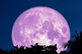 super purple moon dragen fly back silhouette tree plant and cloud on night sky