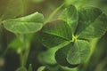 super rare five leave clover that promises fame for its finder in brigth beautiful light mood