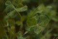 super rare five leave clover that promises fame for its finder on dense meadow