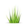 Super realistic, detailed fresh green vector grass. Isolated plant stems for front plan nature illustration. Gradient Royalty Free Stock Photo