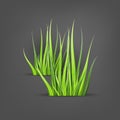 Super realistic, detailed fresh green vector grass. Isolated plant stems for front plan nature illustration. Gradient Royalty Free Stock Photo