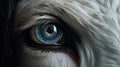 Super Realistic Goat Eye - Detailed Wildlife Art By Jessica Rossier