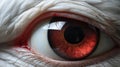 Super Realistic Seagull Eye - Close Up Bird Eye Rendering