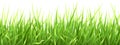 Super realistic vector grass Royalty Free Stock Photo