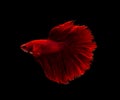 Super Red half moon Betta splendens fish Siamese fighting fish on black background Royalty Free Stock Photo