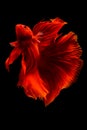 Super Red Halfmoon Betta Fish, siamese fighting fish isolated on black background