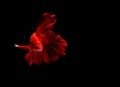 Photo Super Red White and Blue Halfmoon Fancy, Cupang, Betta, siamese fighting fish beyond bubbles, Isolated on Black