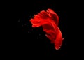 Photo Super Red Halfmoon, Cupang, Betta, siamese fighting fish beyond bubbles, Isolated on Black