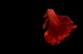 Photo Super Red Halfmoon, Cupang, Betta, siamese fighting fish beyond bubbles, Isolated on Black