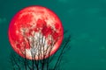 Super red moon back silhouette dry tree in the night sky Royalty Free Stock Photo