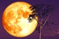 super rose moon on night sky back over silhouette tree Royalty Free Stock Photo