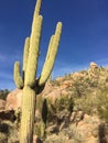 Super Saguaro Cactud