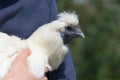 Super sharp close up of white silkie chickens face in direct sunlight