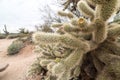 Silver Cholla Cactus Close up