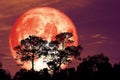super snow blood moon back silhouette tree in field on night sky Royalty Free Stock Photo