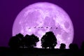 super snow moon back silhouette tree in field night sky Royalty Free Stock Photo