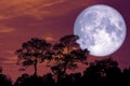 super snow moon back silhouette tree in field on night sky Royalty Free Stock Photo