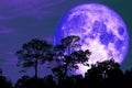 super snow moon back silhouette tree in field on night sky Royalty Free Stock Photo