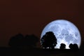 super snow moon back silhouette tree in field night sky Royalty Free Stock Photo