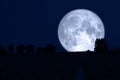 super snow moon back silhouette tree in field night sky Royalty Free Stock Photo