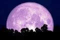 super snow moon back on silhouette tree in forest on night sky Royalty Free Stock Photo