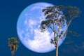 super strawberry moon on night sky back over silhouette tree Royalty Free Stock Photo