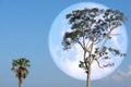 super strawberry moon on night sky back over silhouette tree Royalty Free Stock Photo